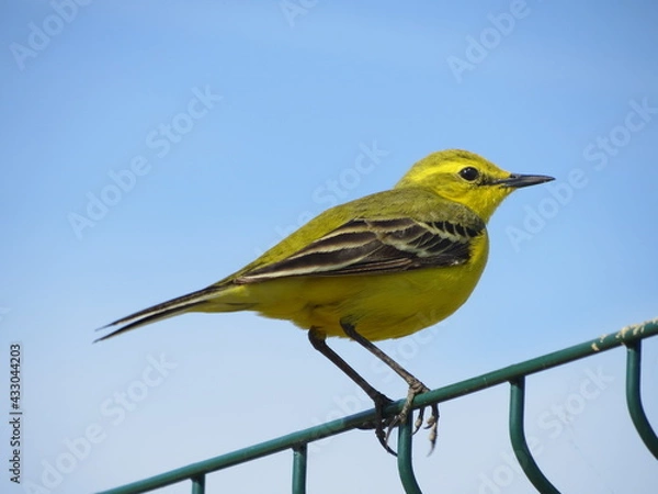 Obraz Yellow wagtail