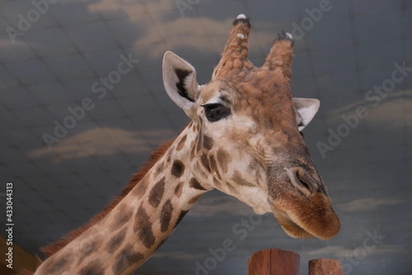 Obraz giraffe