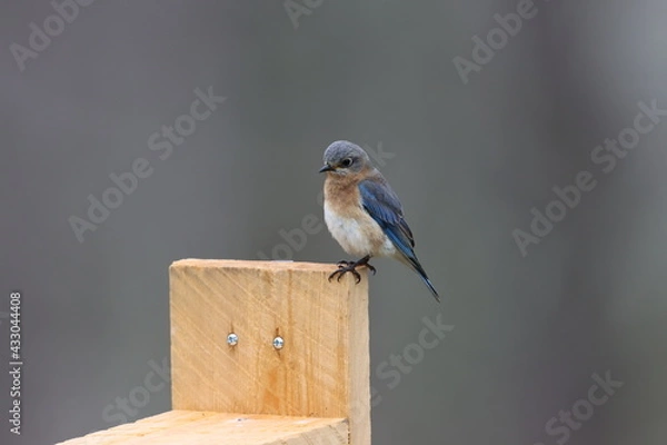 Obraz Eastern bluebird at rest