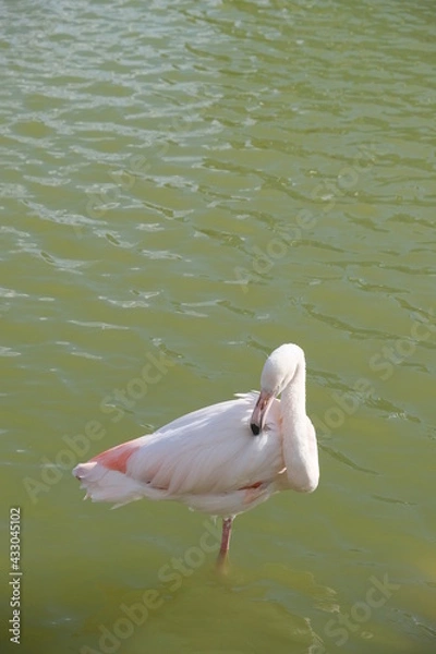 Obraz Flamingo