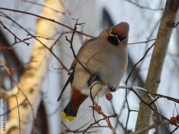 Obraz waxwing