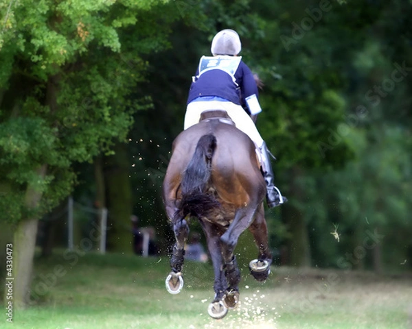 Obraz Horse Galloping Rear