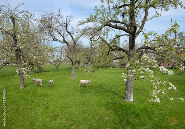 Fototapeta sheep and lambs in spring orchard under blue sky
