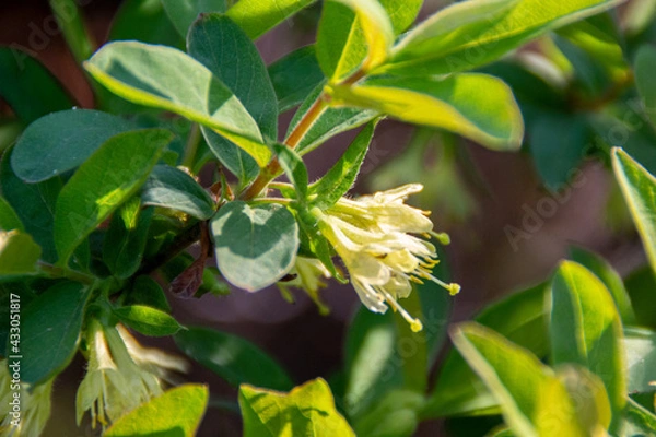 Obraz flowers on a branch