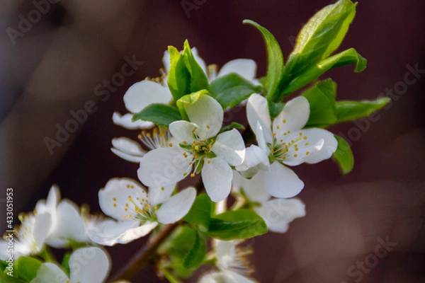 Obraz white plum blossom