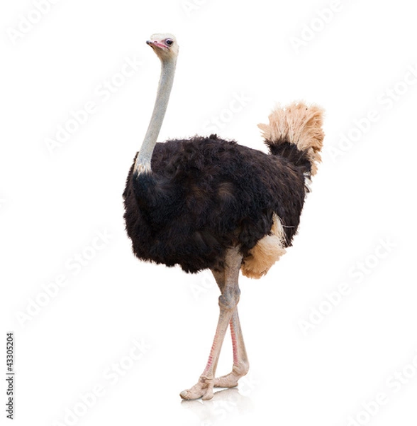 Obraz Portret Strusia