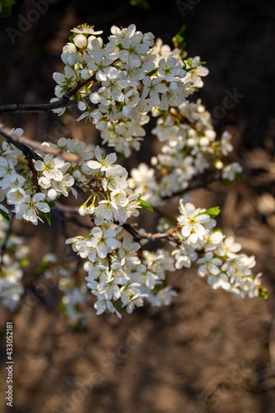 Obraz white plum blossom