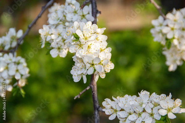 Obraz white plum blossom