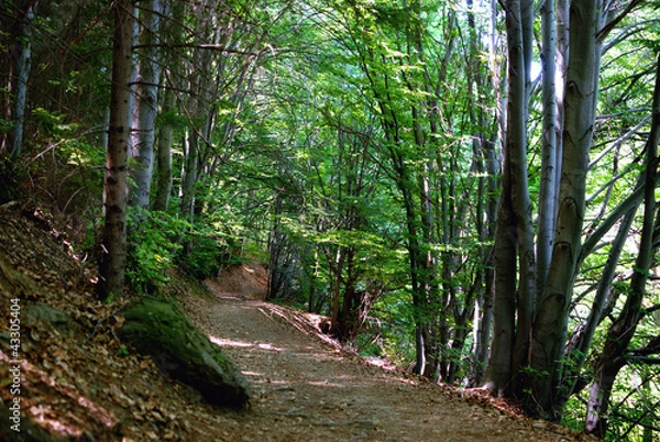 Obraz path on the border between trees