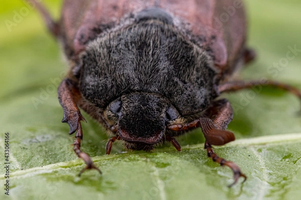 Fototapeta Maikäfer