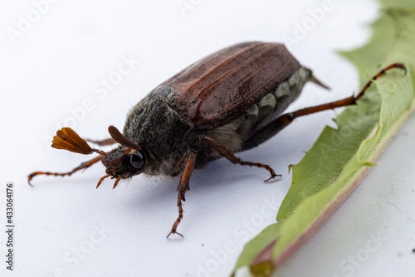 Fototapeta Maikäfer