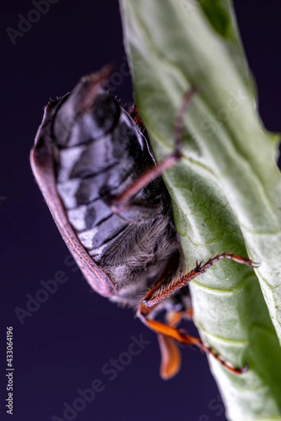 Fototapeta Maikäfer
