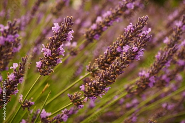 Obraz close up of lavender