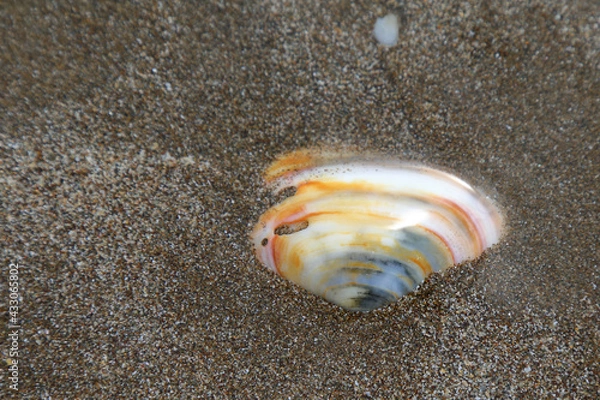 Fototapeta Muschel / Shell /