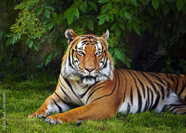 Obraz Tygrys sumatranowy