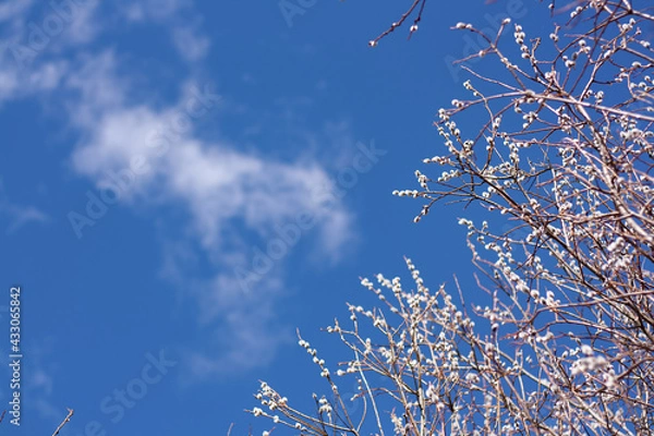 Fototapeta sky and tree