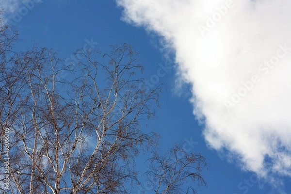 Fototapeta birch branches and clouds