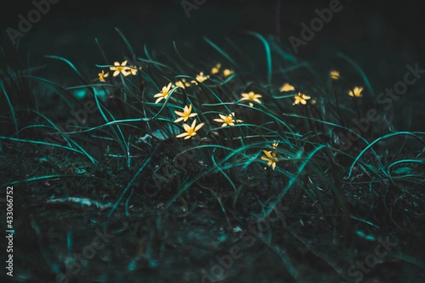 Obraz grass and flowers
