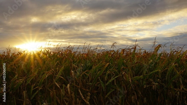 Obraz sunset over field of corn