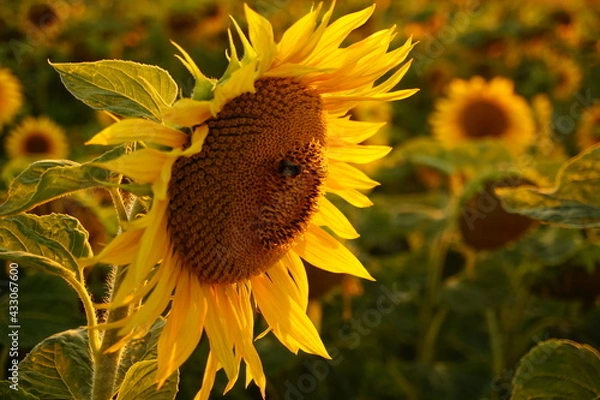 Obraz bee on sunflower