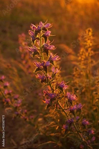 Obraz flower in magic light