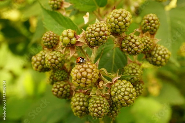 Obraz close up of a blackberry bush