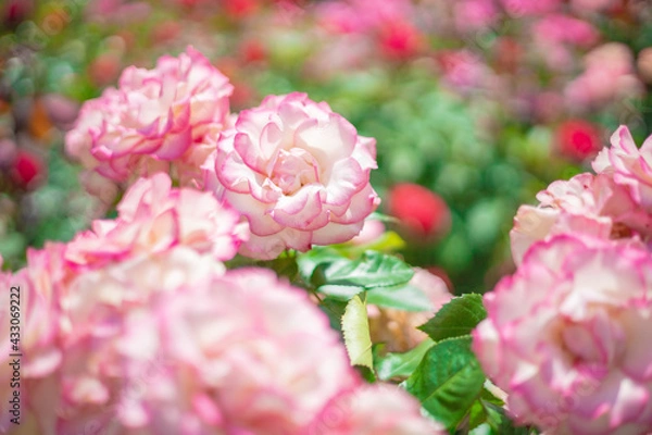 Obraz 《花》薔薇　バラ