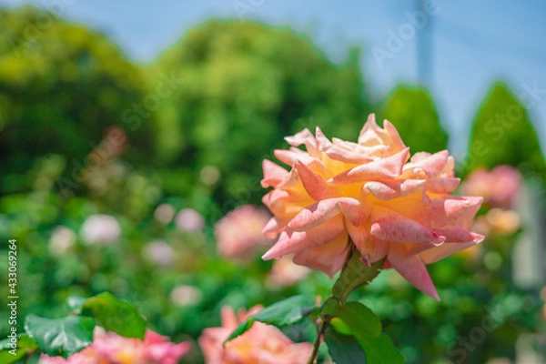 Obraz 《花》薔薇　バラ