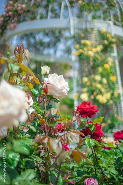 Obraz 《花》薔薇　バラ