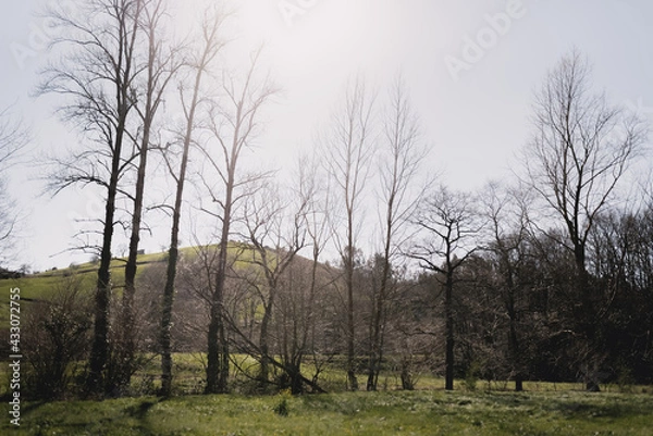 Obraz leafless trees in the middle of fields