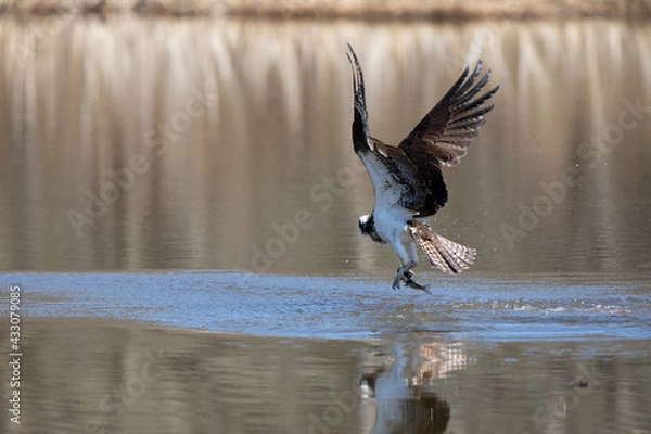 Obraz Osprey in flight with a fish