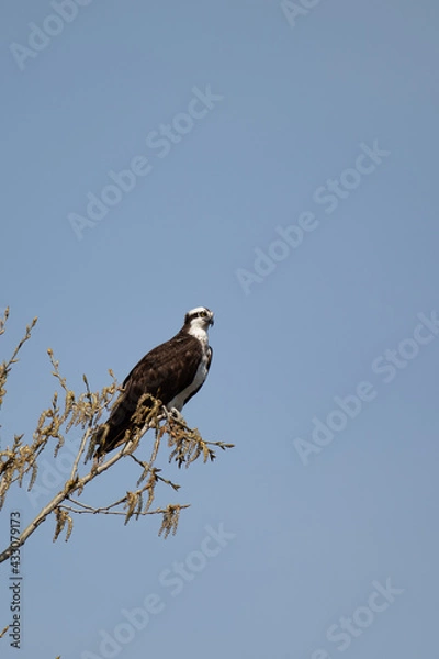 Obraz Osprey perched