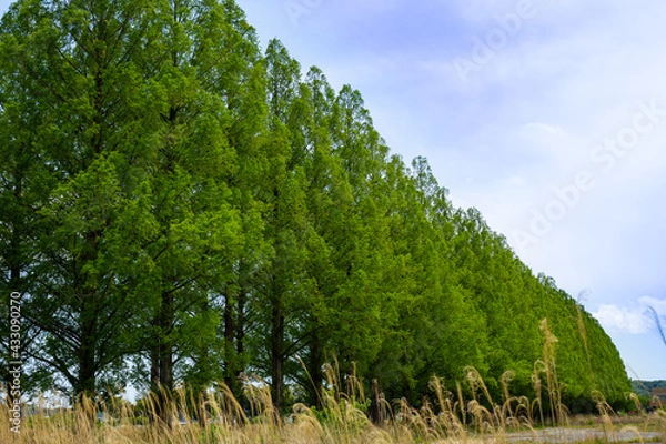 Obraz 旧秋川高校メタセコイア並木