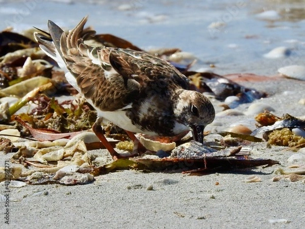 Fototapeta Florida birds 