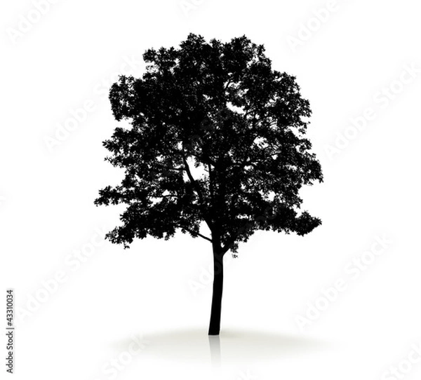 Fototapeta Tree silhouette on white background