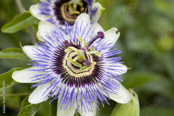 Obraz bee on a flower