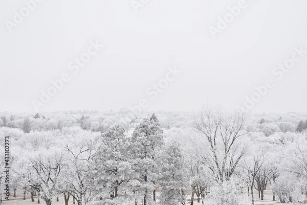 Obraz Frosty Trees