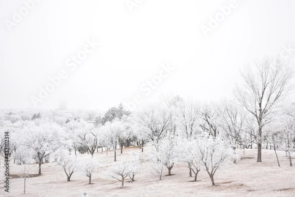 Obraz Frosty Trees