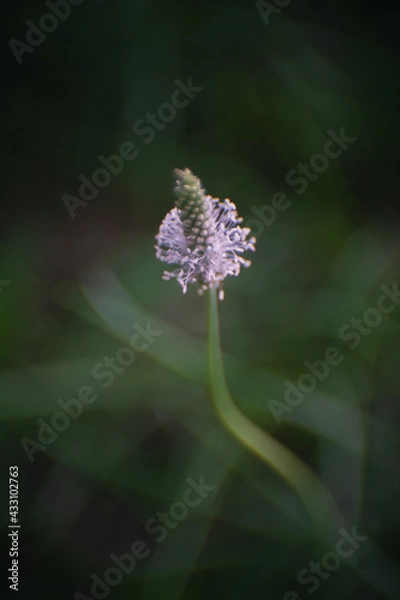 Fototapeta Blurred background with delicate wildflower and grass. Beautiful natural pattern of green stems. Selective focus, bokeh effect. Spring bloom, new life concept.