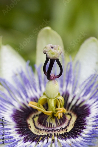 Obraz Passion flower, close up