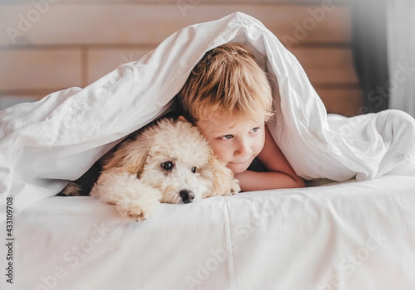 Fototapeta The boy and the poodle puppy lie on the bed. The boy hugs the poodle.