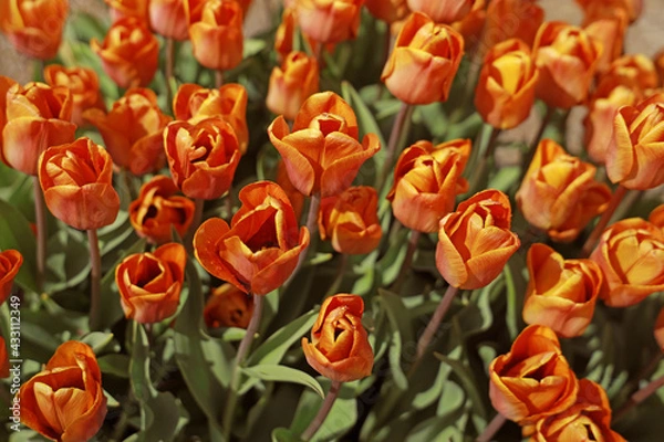 Obraz tulips
