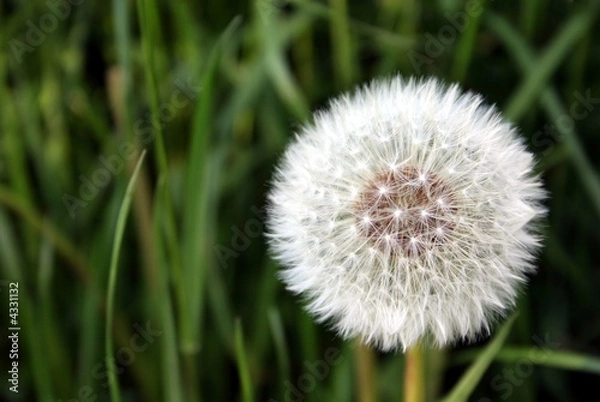 Fototapeta grün-weiß