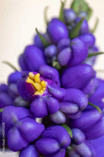 Obraz Flor Roxa Fechada