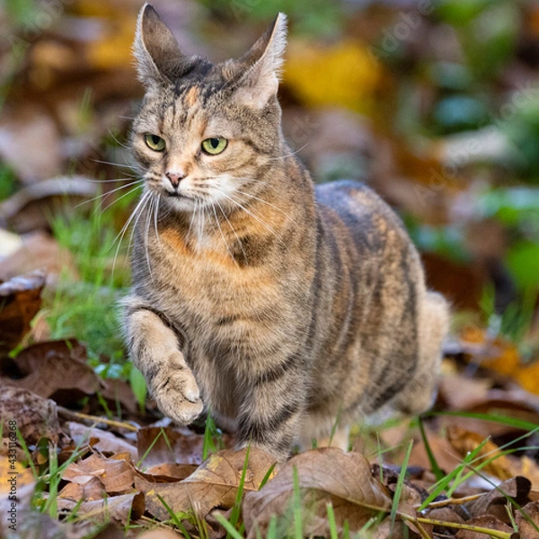 Fototapeta katze im garten