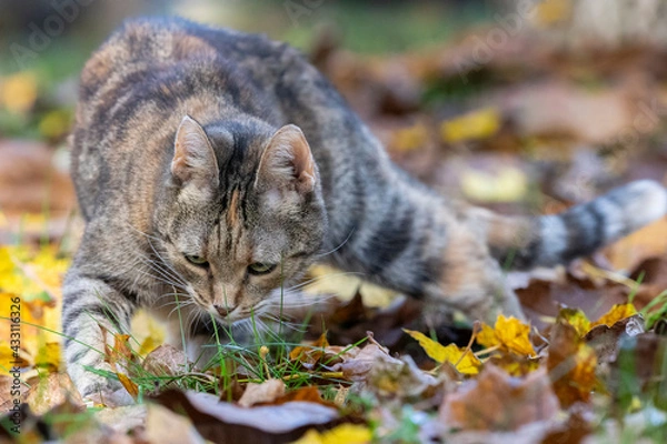 Fototapeta katze im garten