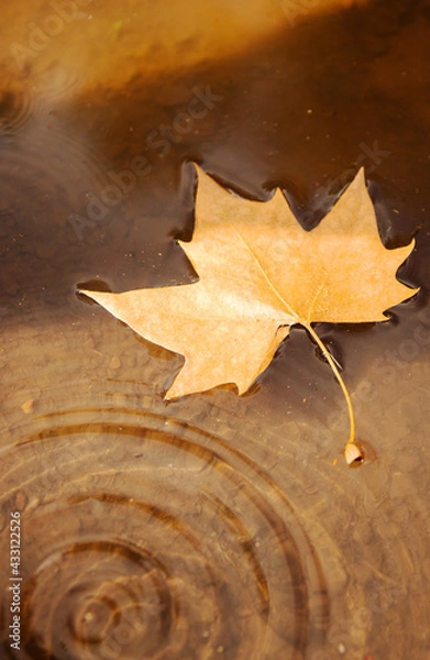 Obraz Folha de Platano