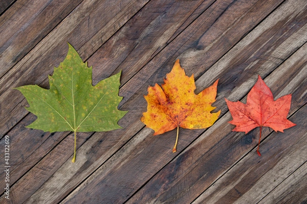 Obraz Fases do outono