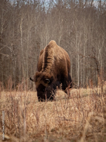Obraz Woodland Bison Grassing
