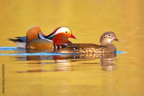 Fototapeta Mandarinenten